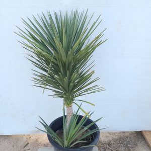 Yucca aloifolia