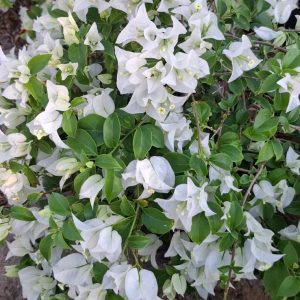Bougainvillea(White)