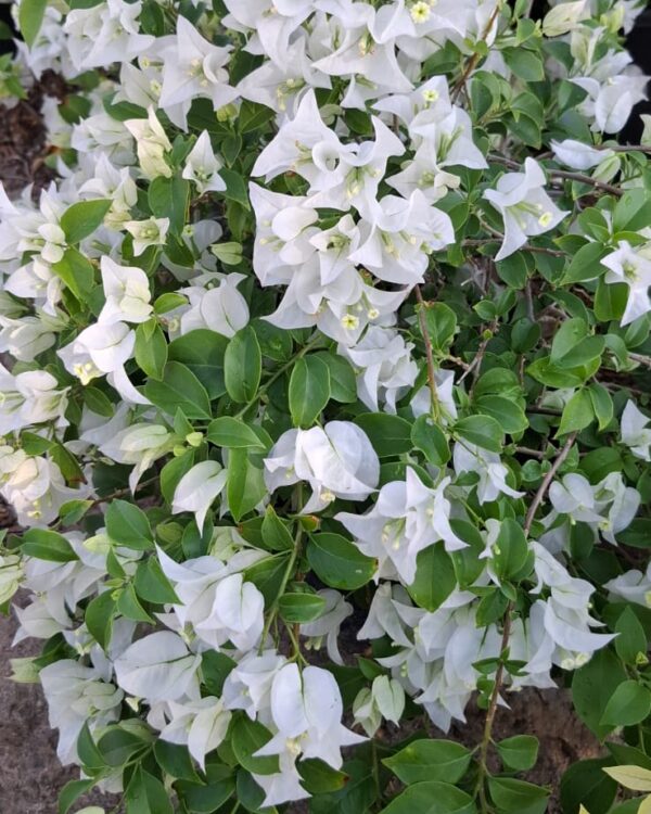 Bougainvillea(White)