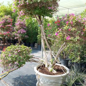 Bougainvillea glabra