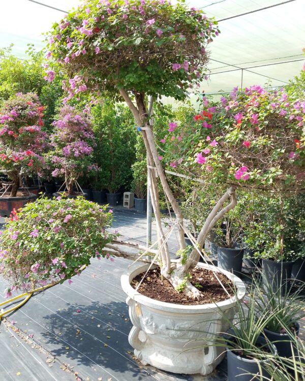 Bougainvillea