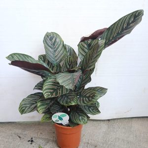 Calathea ornata