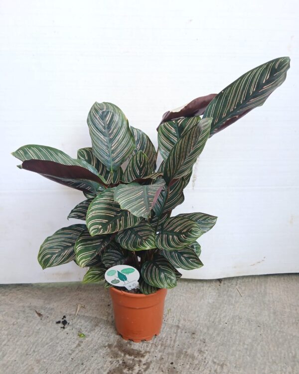 Calathea ornata