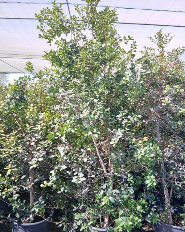 Eugenia etna fire