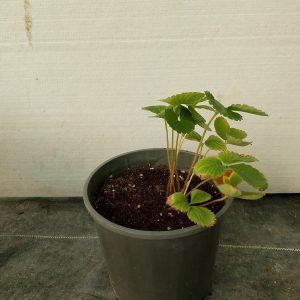 Fragaria ananassa