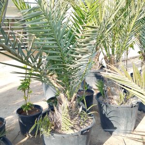 Phoenix dactylifera