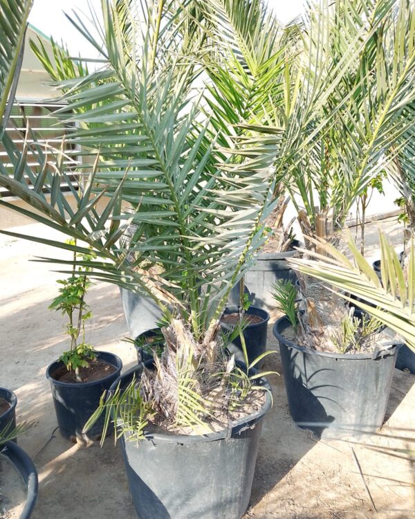 Phoenix dactylifera