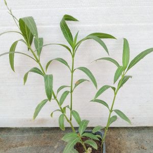 Ruellia simplex (Purple)