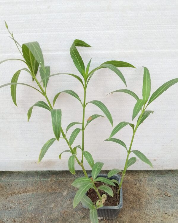 Ruellia simplex (Purple)