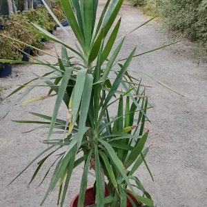 Yucca gigantea