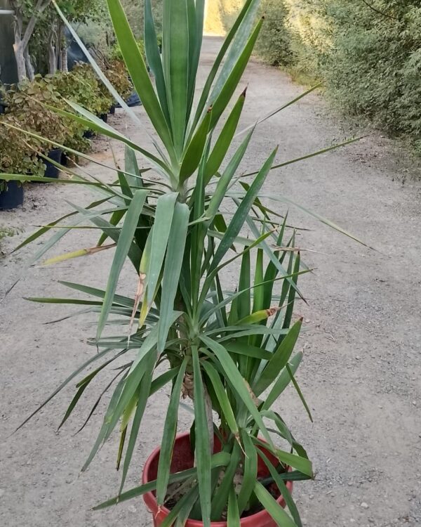 Yucca varieties