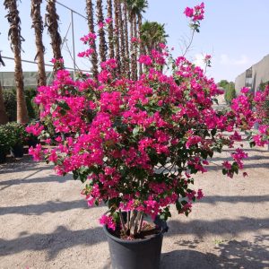 Bougainvillea glabra