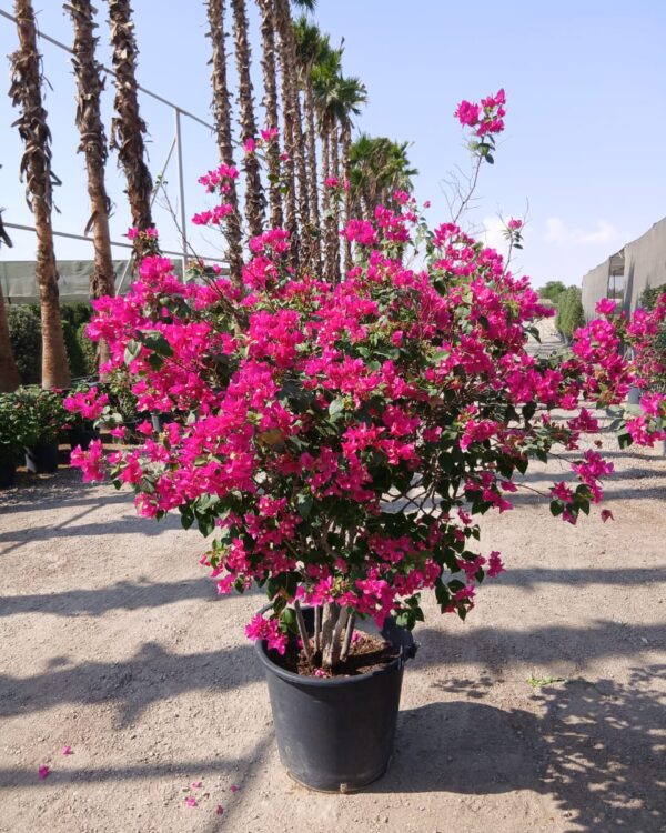 Bougainvillea