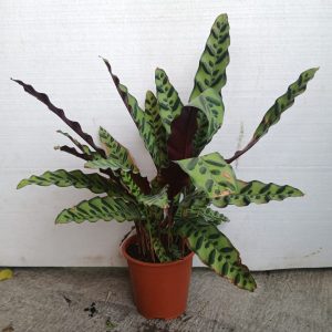 Calathea lancifolia