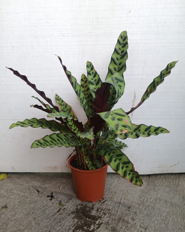 Calathea lancifolia