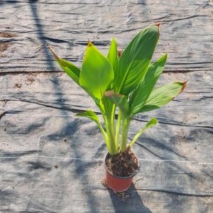 Canna indica