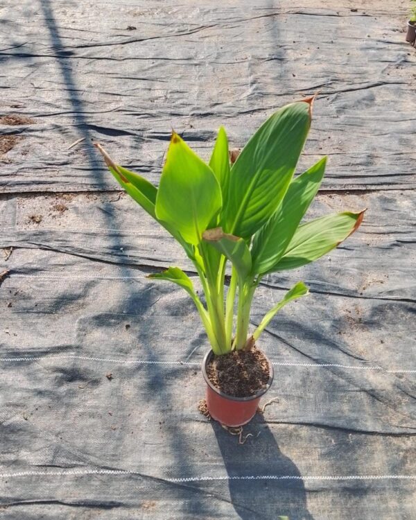 Canna indica