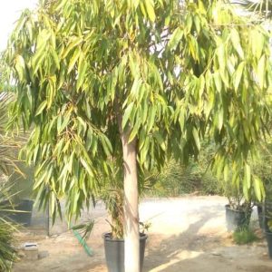Ficus amstel king