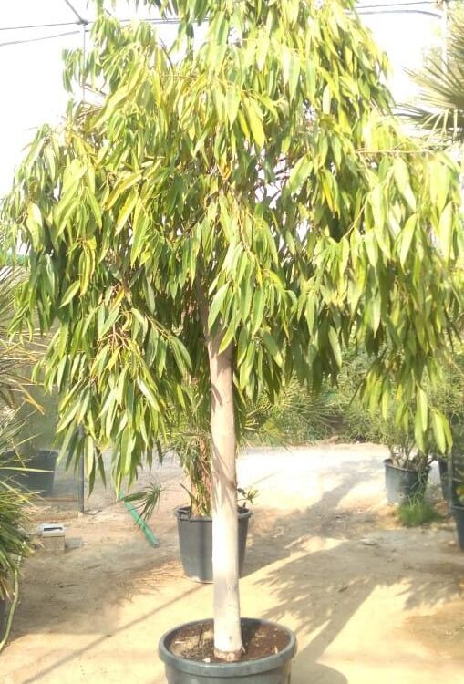 Ficus amstel king