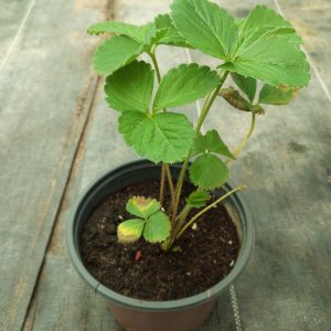 Fragaria ananassa