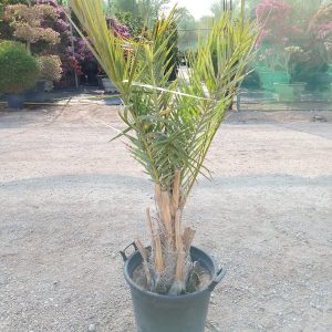 Phoenix dactylifera