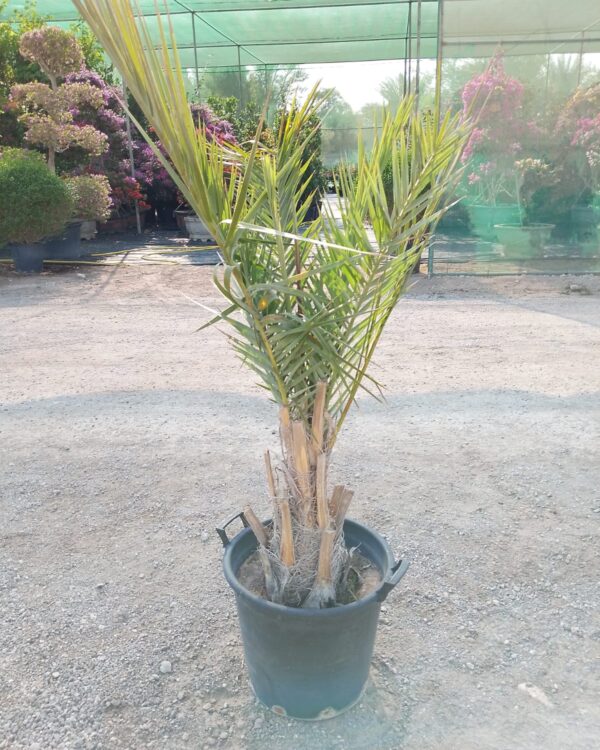 Phoenix dactylifera