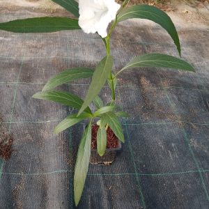 Ruellia white(NOT READY)
