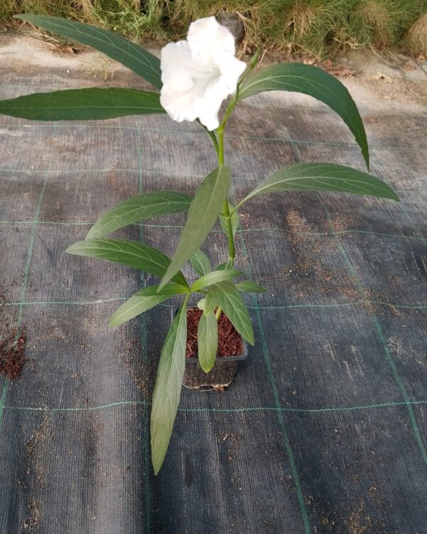Ruellia pink