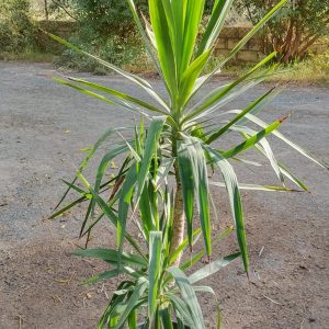 Yucca gigantea