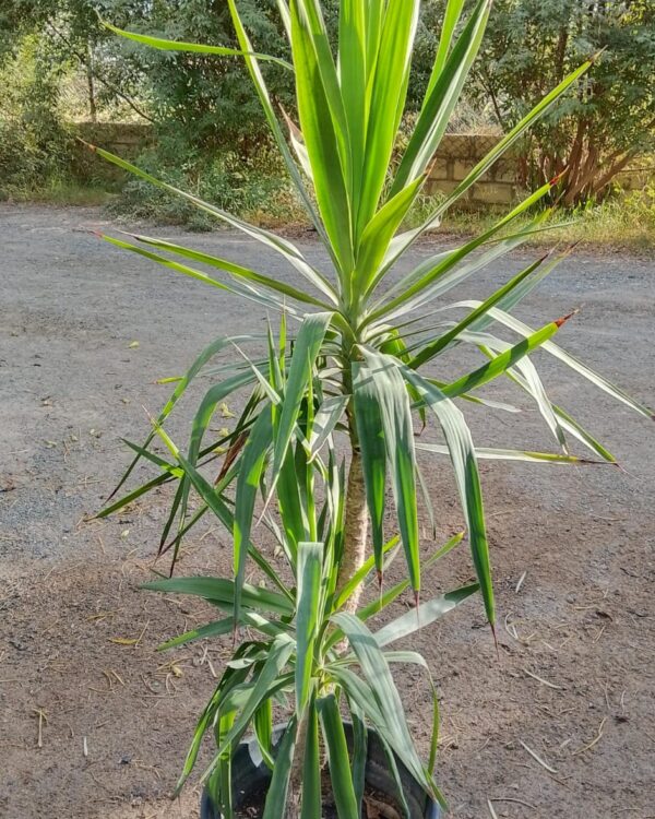 Yucca varieties