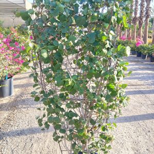 Bougainvillea glabra