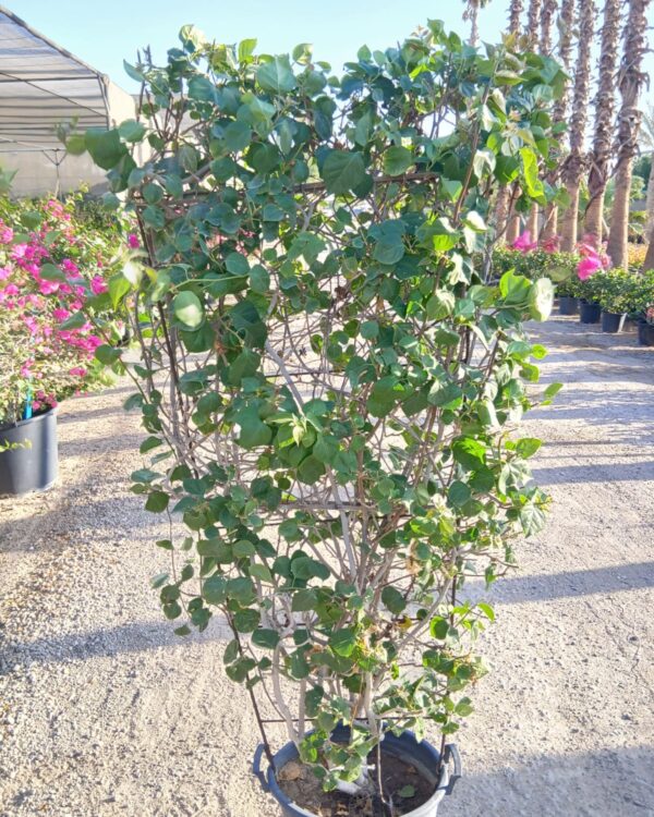 Bougainvillea