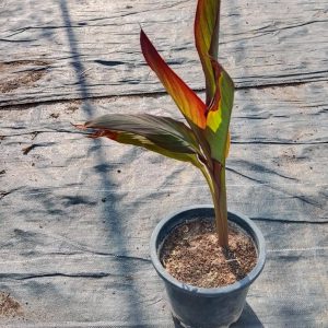 Canna indica (Red)