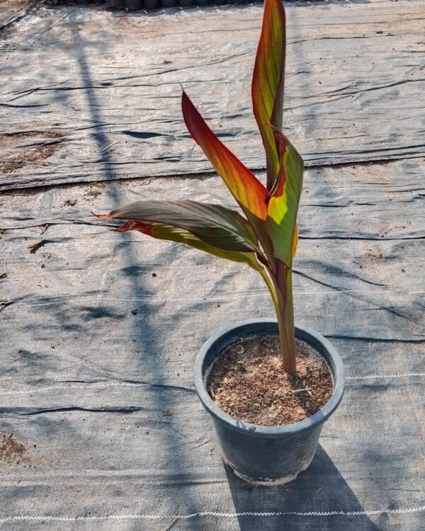 Canna indica (Red)