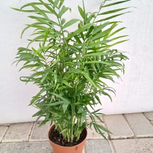 Chamaedorea elegans