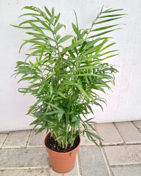 Chamaedorea elegans
