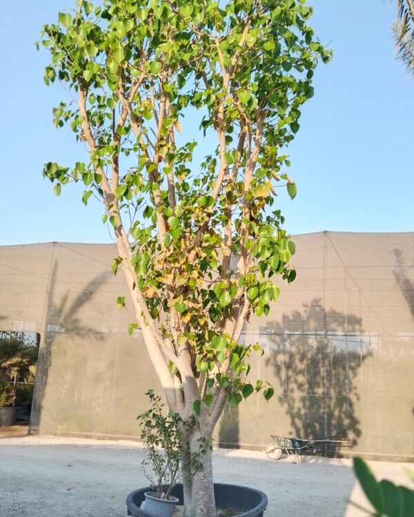 Ficus religiosa