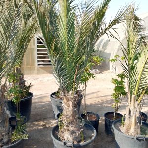 Phoenix dactylifera