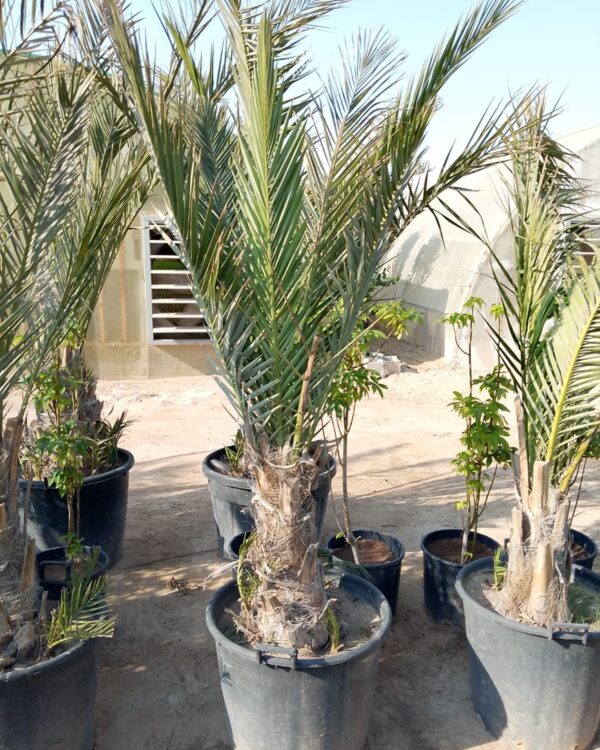 Phoenix dactylifera