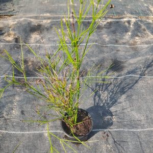 Russelia equisetiformis(NOT READY)