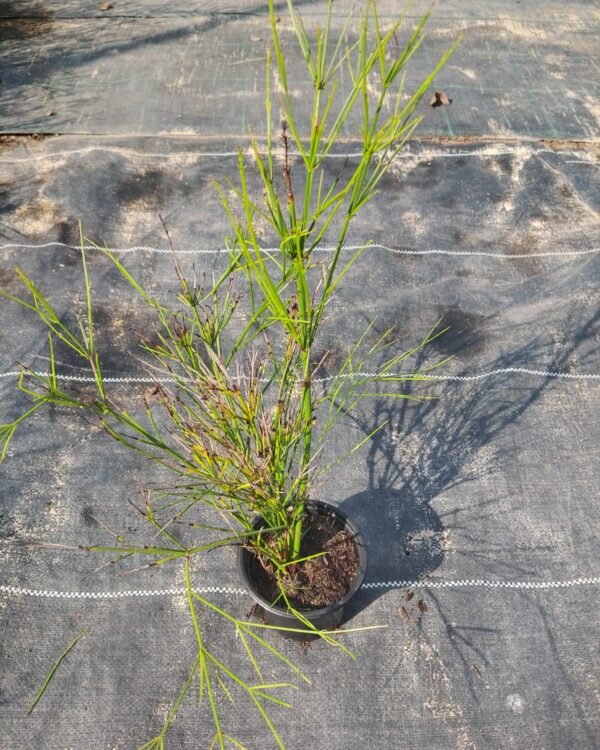 Russelia equisetiformis(NOT READY)