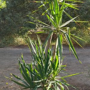 Yucca gigantea
