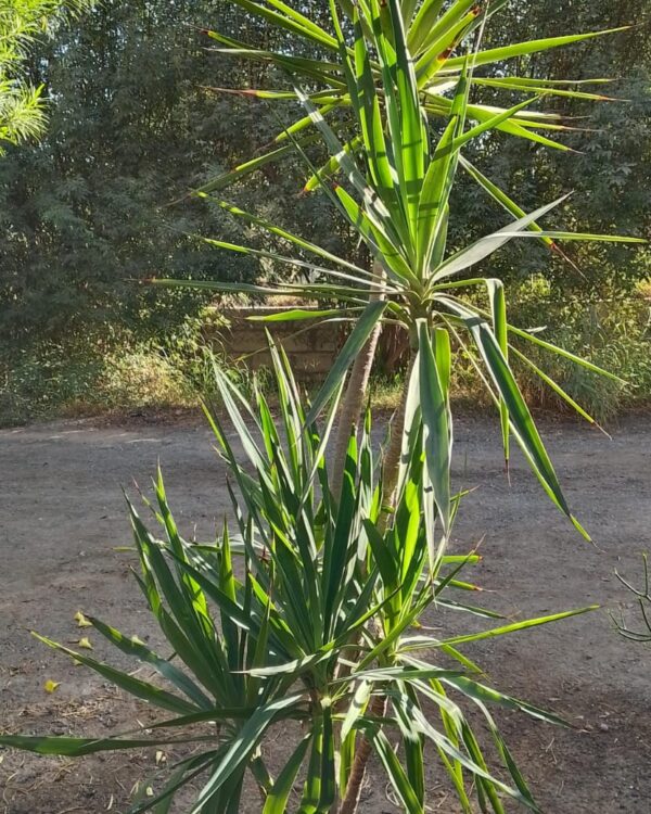 Yucca varieties