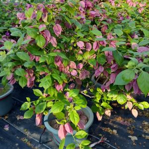 Bougainvillea spectabilis