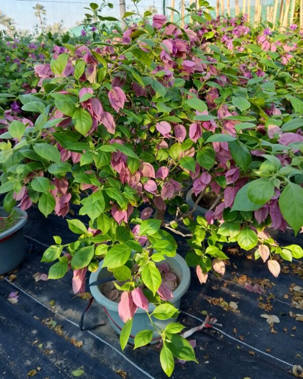 Bougainvillea