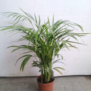 Chamaedorea elegans