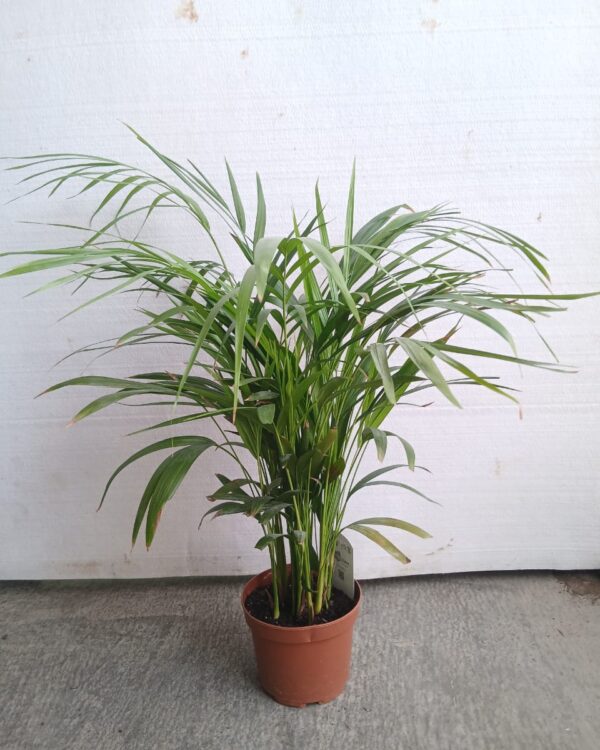 Chamaedorea elegans