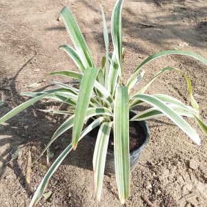 Chlorophytum comosum
