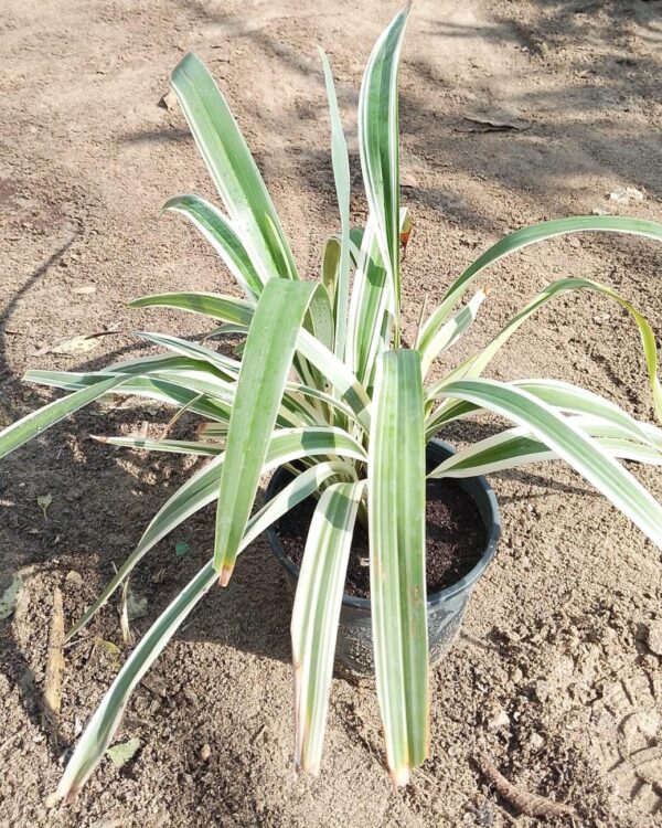 Chlorophytum comosum