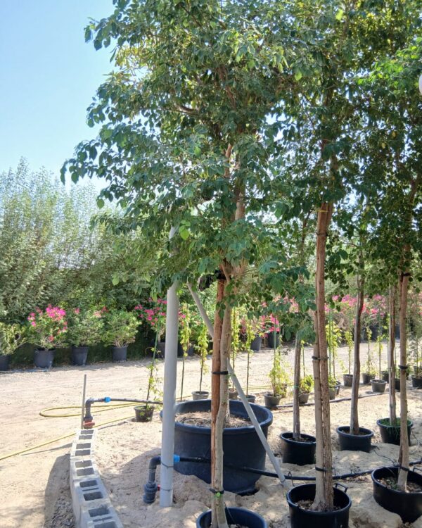 Ficus religiosa